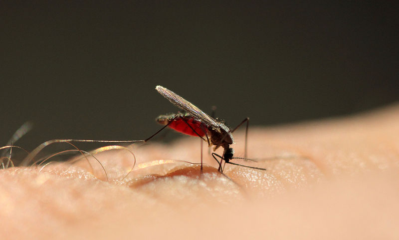 Ελονοσία: Η λοιμώδης νόσος στην Ελλάδα - Οδηγίες από το ΚΕΕΛΠΝΟ