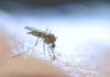 Κουνούπια: Ο τρόπος για να τα ξεφορτωθείτε