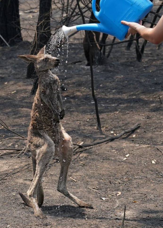 Πυρκαγιές στην Αυστραλία: H φωτό με το παιδί που βοηθά καγκουρό