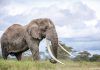 Κένυα: Πέθανε ο Τιμ, ένας από τους τελευταίους ελέφαντες με τεράστιους χαυλιόδοντες