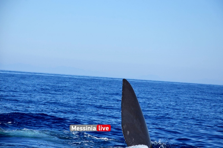 ΜΟΝΑΔΙΚΕΣ ΕΙΚΟΝΕΣ: Μάνη – Φάλαινα 20 μέτρων αναδύεται πλάι σε σκάφος!