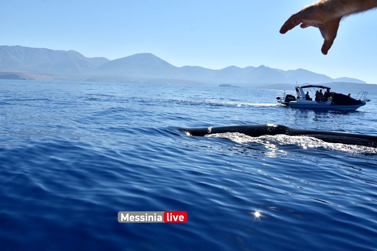 ΜΟΝΑΔΙΚΕΣ ΕΙΚΟΝΕΣ: Μάνη – Φάλαινα 20 μέτρων αναδύεται πλάι σε σκάφος!