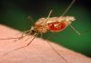 ΠΟΥ: Η ελονοσία θα σκοτώσει περισσότερους ανθρώπους φέτος στην υποσαχάρια Αφρική απ’ ό,τι η πανδημία του κορονοϊού