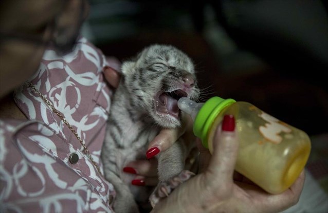 Νικαράγουα: Γεννήθηκε η πρώτη λευκή τίγρη της Βεγγάλης