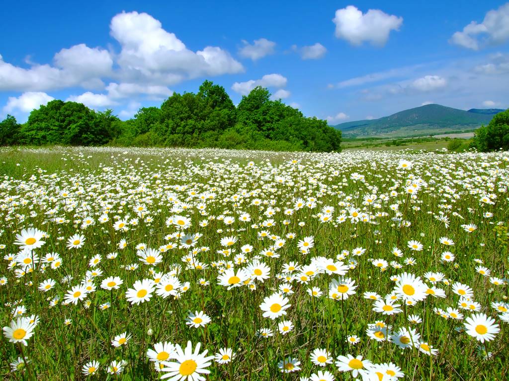 Idyllic daisy meadows