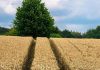 Έκτακτη είδηση για τους αγρότες 2022: Οι κλειστές τιμές και τα 35 λεπτά στο σιτάρι - ΟΠΕΚΕΠΕ ΠΛΗΡΩΜΕΣ