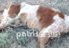 Κτηνωδία στην Ηλεία: Σκότωσαν σκυλιά με δηλητηριασμένα πουλιά