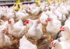 SOS για τη γρίπη των πτηνών στην Ολλανδία: Θα θανατωθούν περίπου 216.000 πουλερικά
