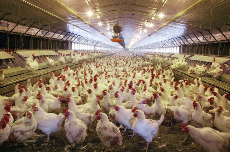 Συναγερμός στην Κίνα: Πρώτο κρούσμα γρίπης των πτηνών H3N8 σε άνθρωπο