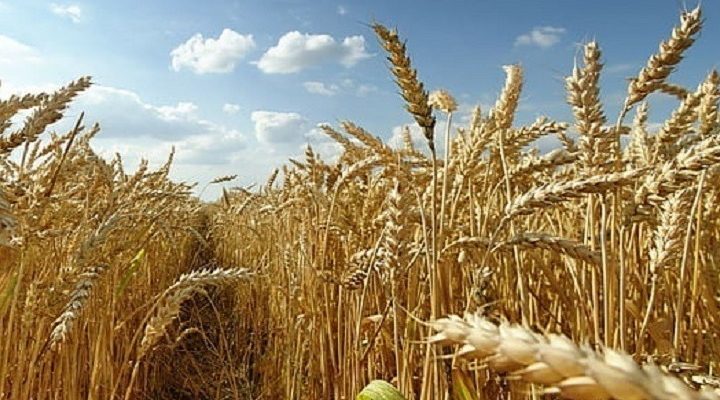Ουκρανία: Η ουκρανική πλευρά είναι έτοιμη να ξεκινήσει τις εξαγωγές σιτηρών και περιμένει σήμα από τον ΟΗΕ και την Τουρκία