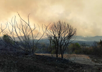 Καμένα δέντρα στο κοντά στο χωριό Κίρκη στην Αλεξανδρούπολη, μετά τις χθεσινές φωτιές, την Τετάρτη 23 Αυγούστου 2023.  ΑΠΕ-ΜΠΕ/ΑΠΕ-ΜΠΕ/ΔΗΜΗΤΡΗΣ ΑΛΕΞΟΥΔΗΣ