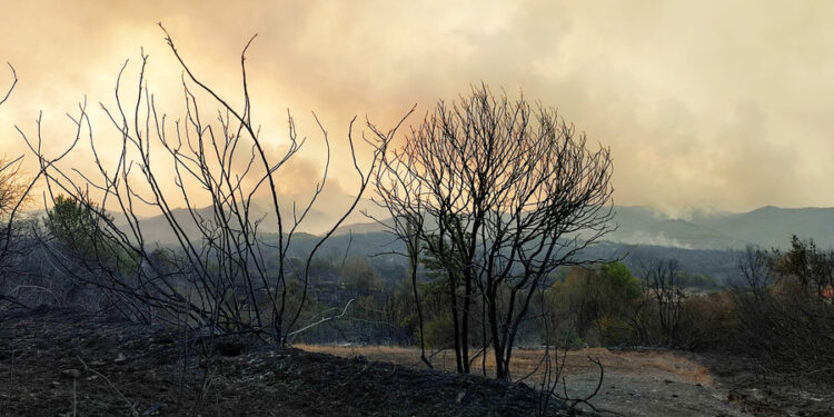 Καμένα δέντρα στο κοντά στο χωριό Κίρκη στην Αλεξανδρούπολη, μετά τις χθεσινές φωτιές, την Τετάρτη 23 Αυγούστου 2023.  ΑΠΕ-ΜΠΕ/ΑΠΕ-ΜΠΕ/ΔΗΜΗΤΡΗΣ ΑΛΕΞΟΥΔΗΣ